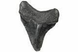 Juvenile Megalodon Tooth - South Carolina #310486-1